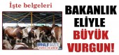 Sağımlık ithal inek üzerinden büyük vurgun!