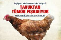 Tavuk diye bize yedirdiklerine bakın
