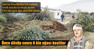 'Biz zeytinden başka bir şey bilmeyiz kuzum'