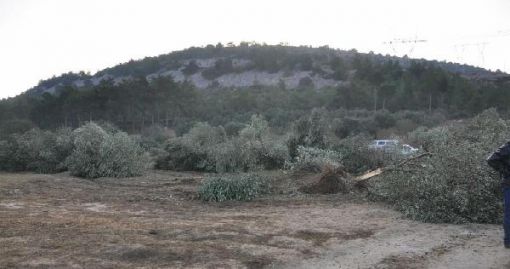 'Biz zeytinden başka bir şey bilmeyiz kuzum'