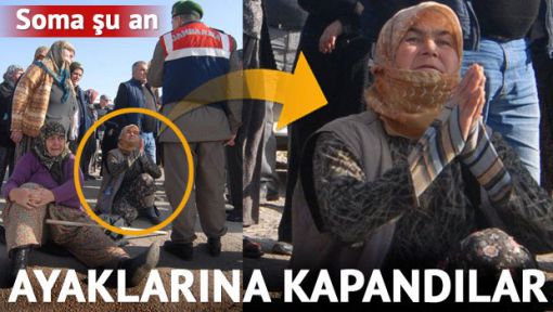 'Biz zeytinden başka bir şey bilmeyiz kuzum'