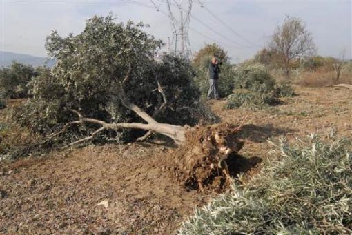 'Biz zeytinden başka bir şey bilmeyiz kuzum'