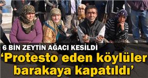 'Biz zeytinden başka bir şey bilmeyiz kuzum'