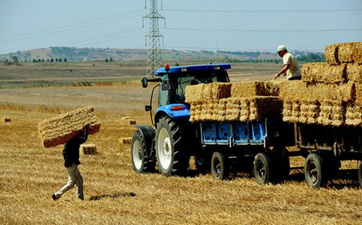 Türkiye tarihinde ilk kez saman ithal edecek
