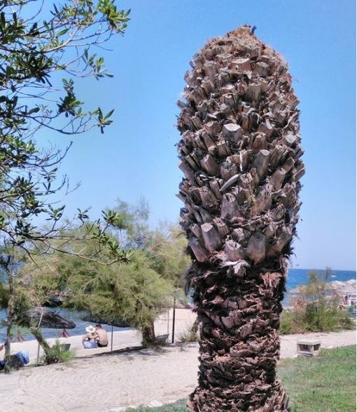 Alın size kurumuş bir palmiye